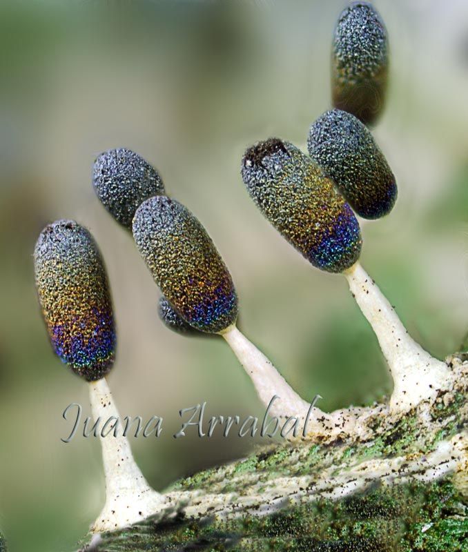 Diachea leucopodia