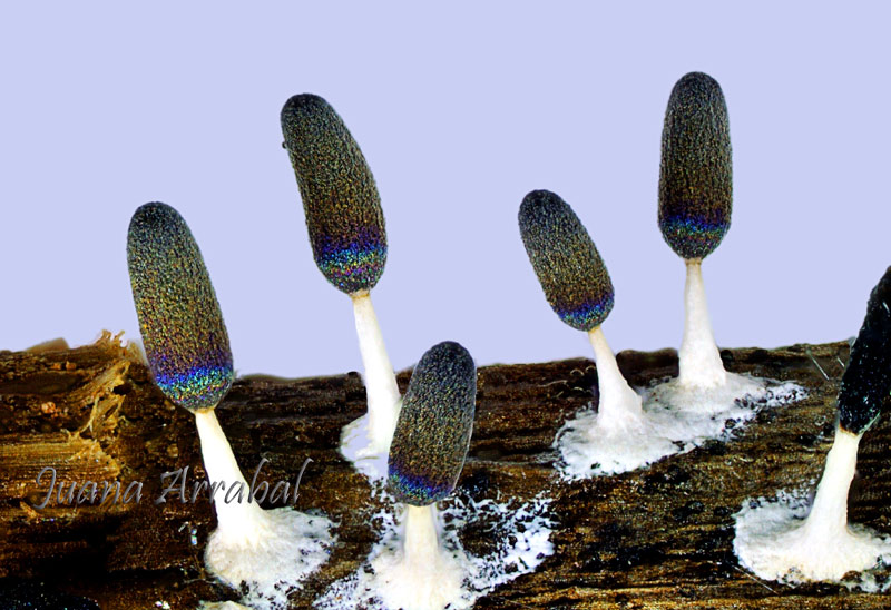 Diachea leucopodia