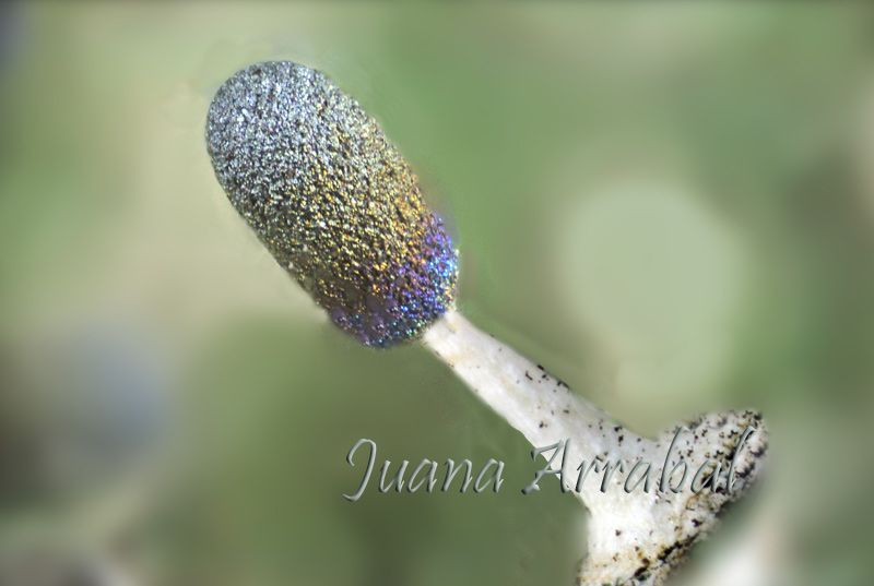 Diachea leucopodia