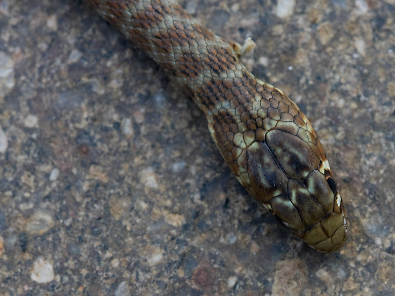 Aiuto identificazione