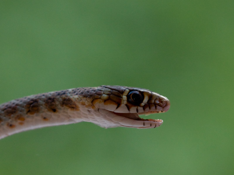 Aiuto identificazione