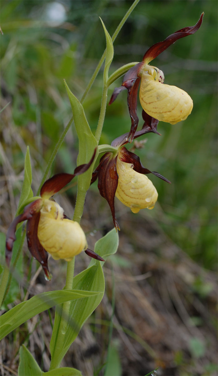 Cypripedium Calceolus ....Finalmente la Scarpetta di Venere