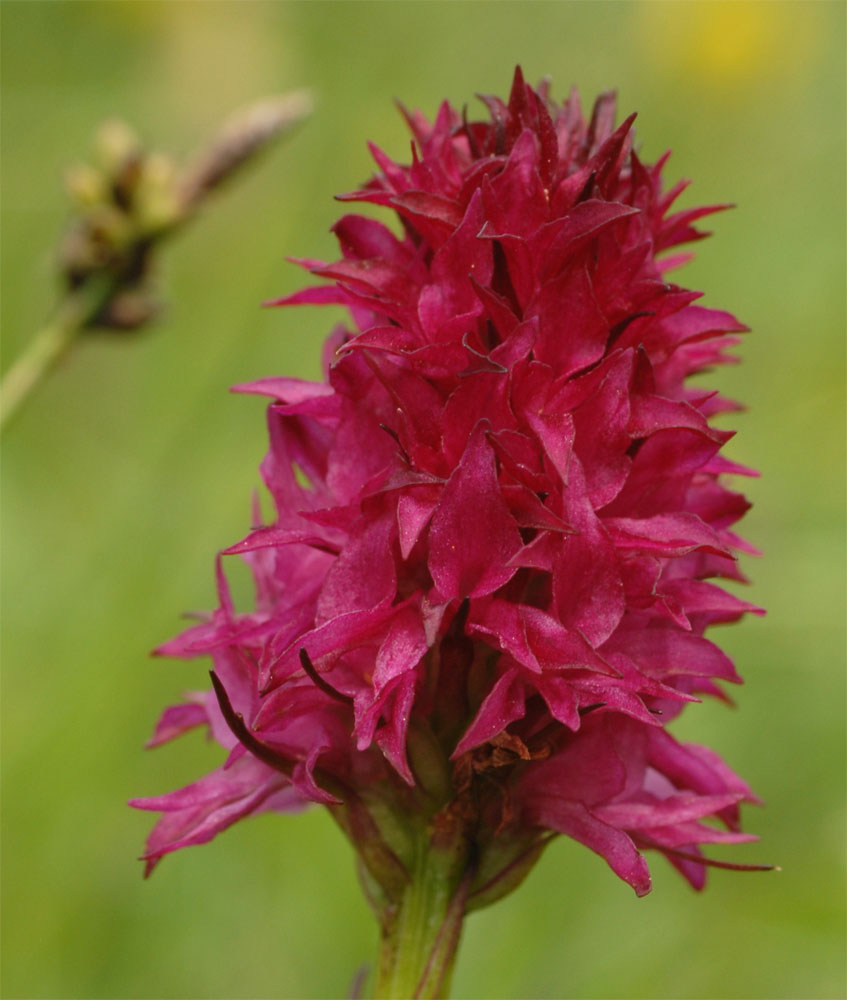 Nigritella miniata (=Nigritella rubra)
