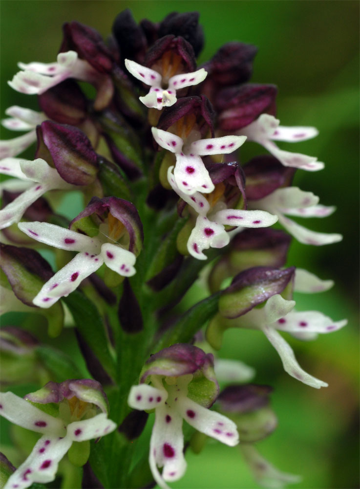 Orchis ustulata