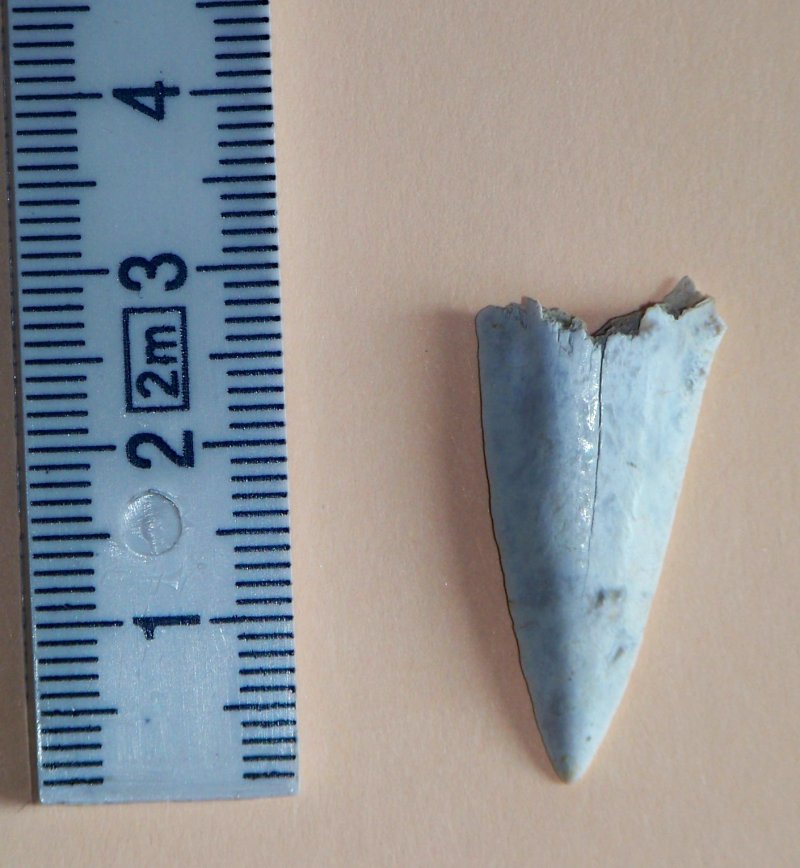 Nuovi fossili dal Crotonese