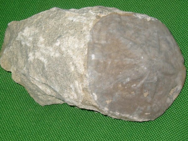 Fossili del Crotonese da identificare