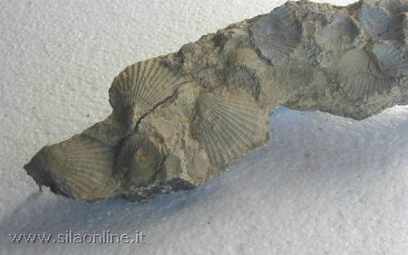 Fossili del Crotonese da identificare