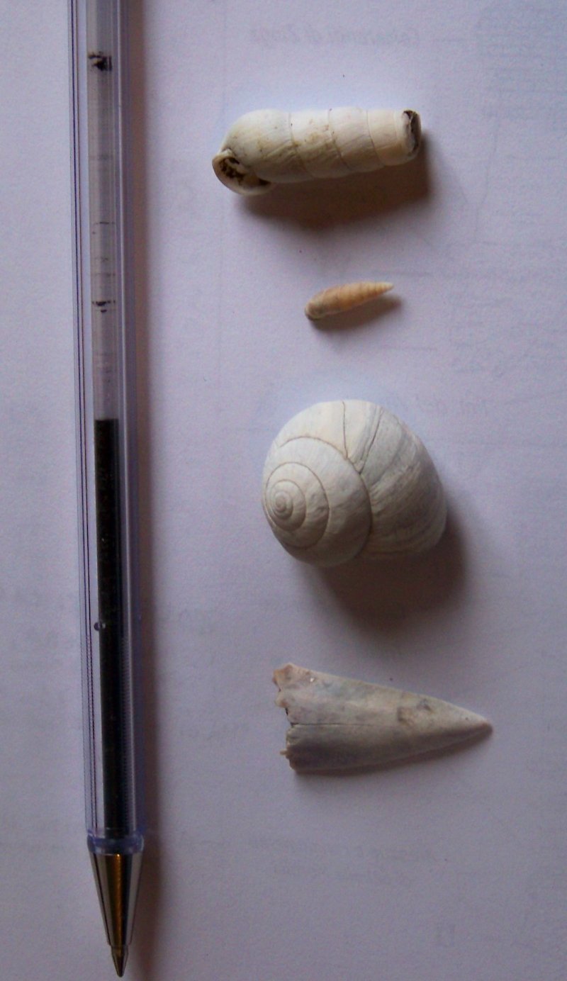 Nuovi fossili dal Crotonese