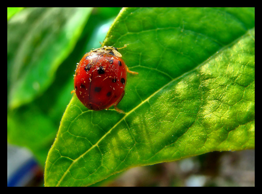 mi avvicino alla macro