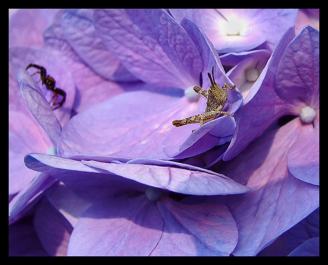 mi avvicino alla macro