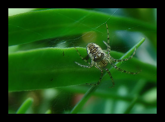 mi avvicino alla macro