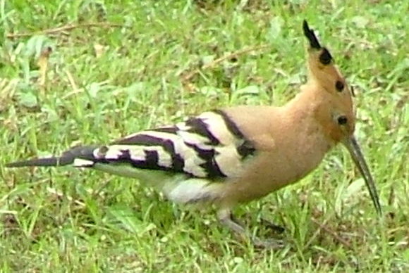 UPUPA