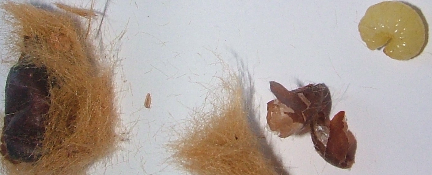 larva ignota (apoideo?)