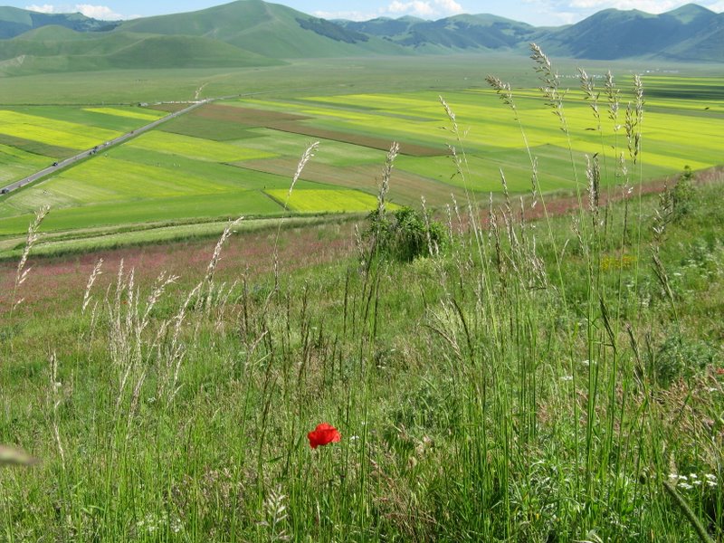 Le verdi terre...