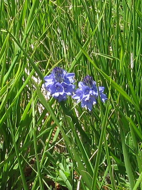 Altra veronica...- Veronica cfr. orsiniana