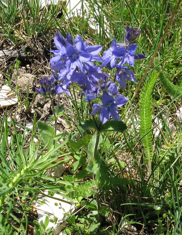 Altra veronica...- Veronica cfr. orsiniana