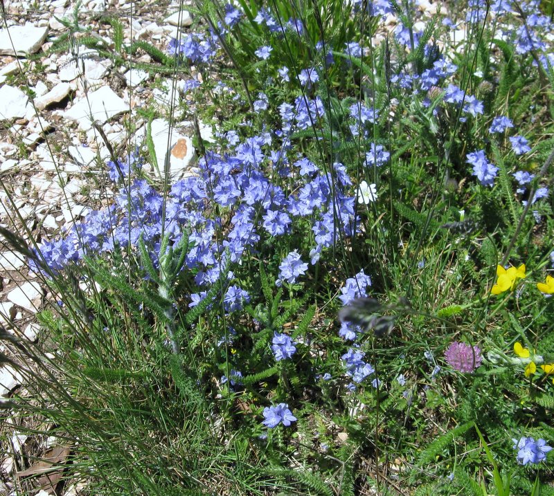 Altra veronica...- Veronica cfr. orsiniana