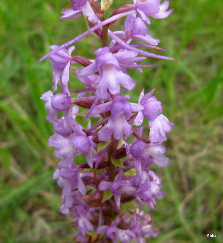 Orchidee dalla Valtiberina
