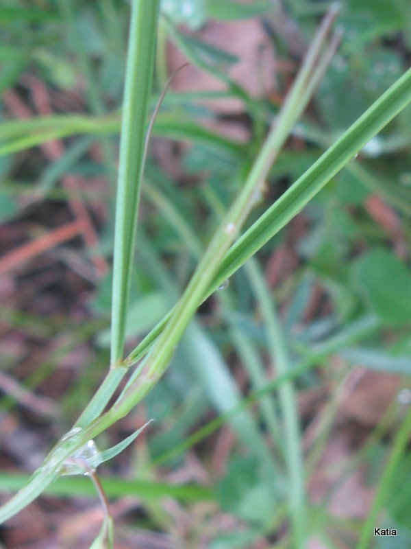 Fabacea? - Lathyrus sphaericus