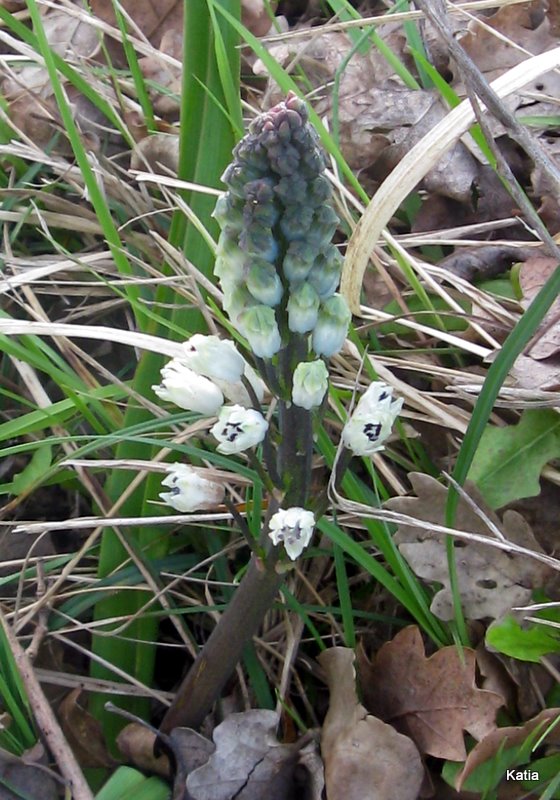 Bellevalia romana