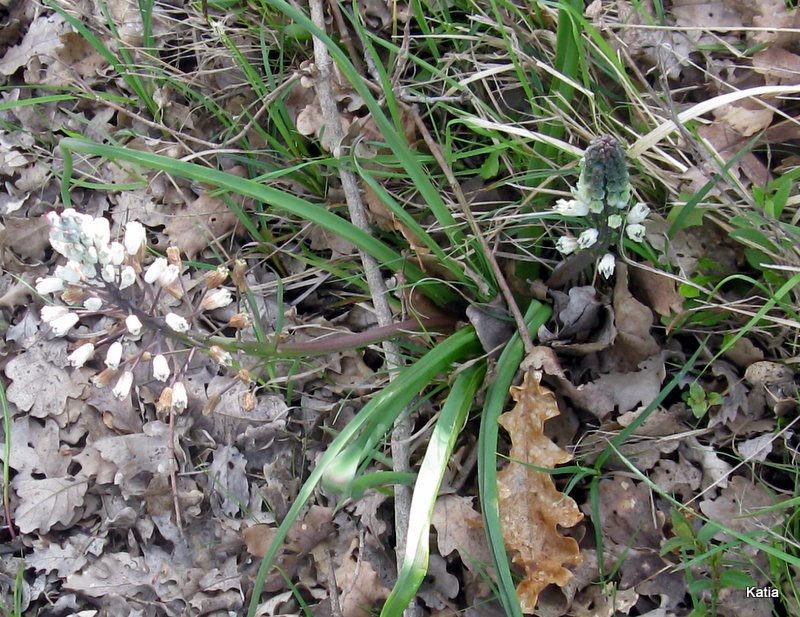 Bellevalia romana
