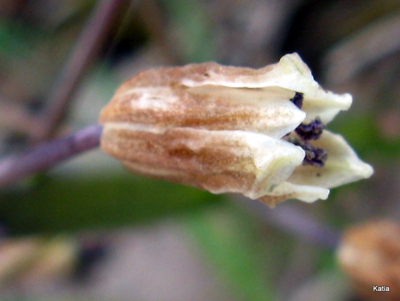 Bellevalia romana