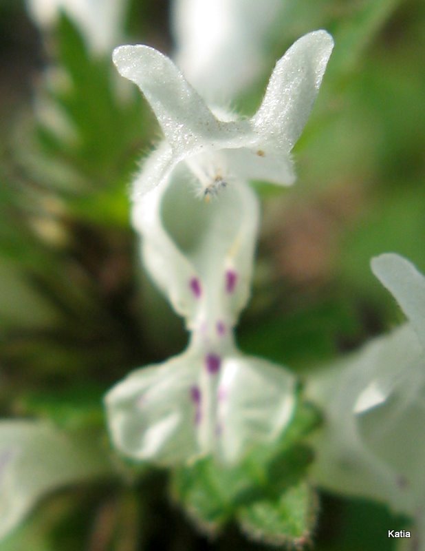 Lamium bifidum