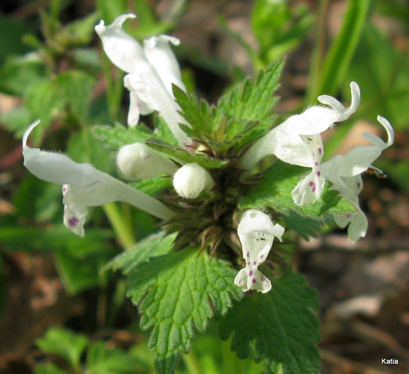Lamium bifidum