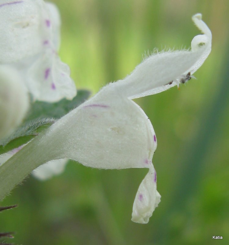 Lamium bifidum