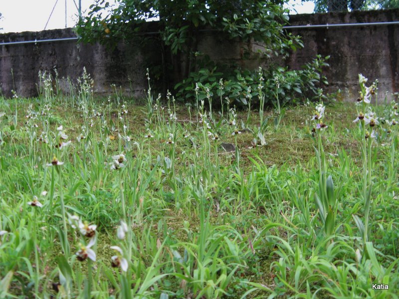 Ophrys speculum in citta (Empoli)  SONO COMMOSSO-