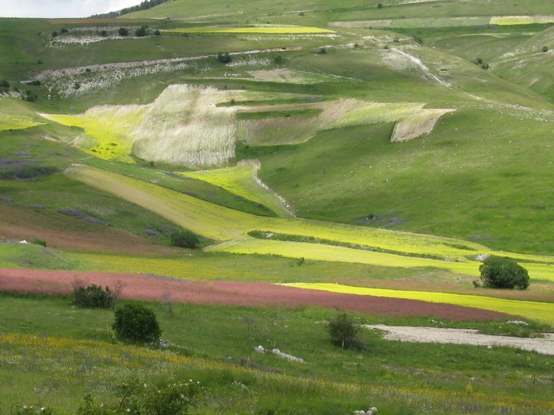 Le verdi terre...