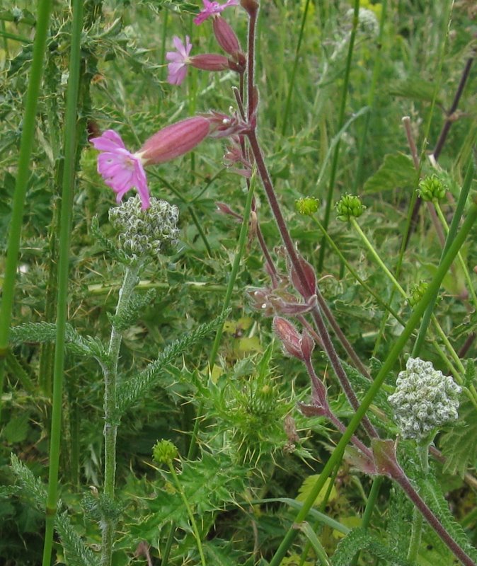 Silene alba e silene dioica???