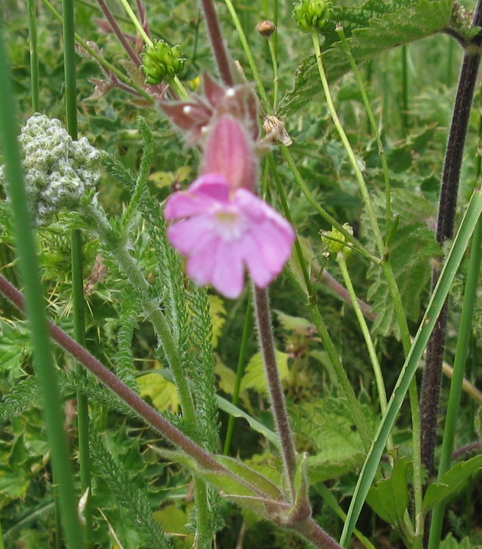Silene alba e silene dioica???