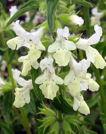Stachys recta s.l. / Stregona