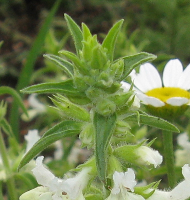 Stachys recta s.l. / Stregona