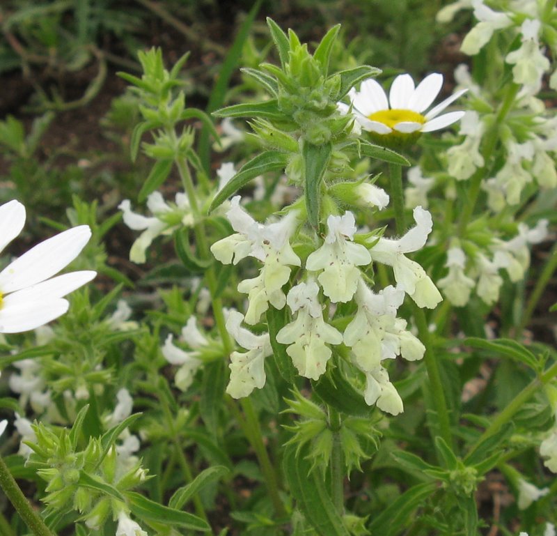 Stachys recta s.l. / Stregona
