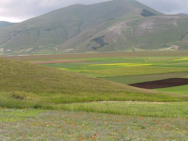 Le verdi terre...