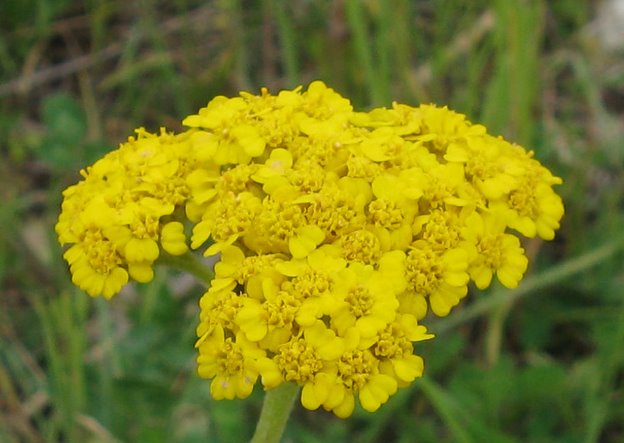 Achillea gr. millefolium e Achillea tomentosa