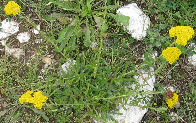 Achillea gr. millefolium e Achillea tomentosa