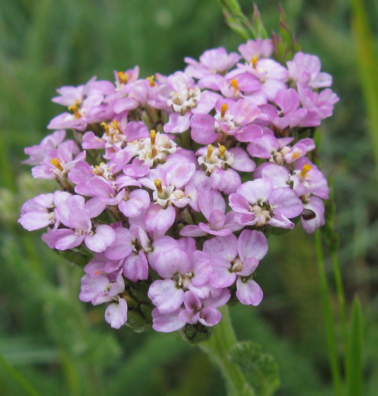 Achillea gr. millefolium e Achillea tomentosa