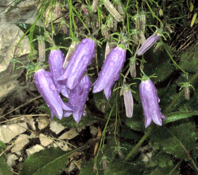 Campanula tanfanii
