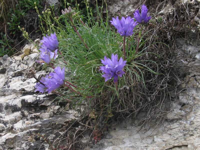 Edraianthus graminifolius