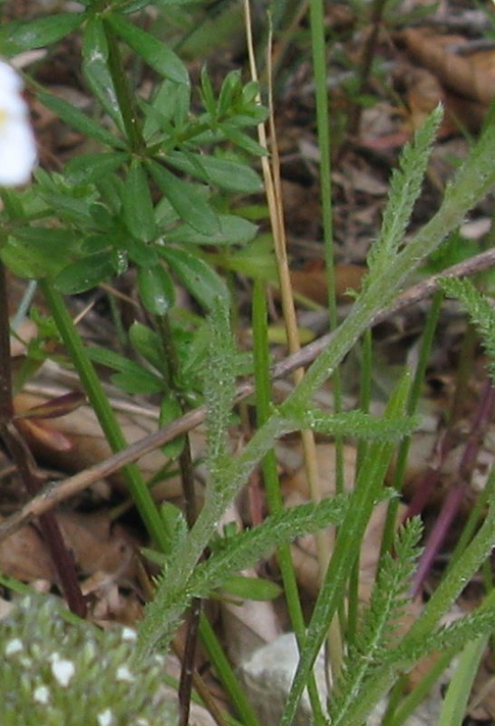 Achillea gr. millefolium e Achillea tomentosa