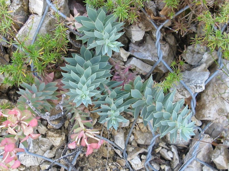 Euphorbia myrsinites