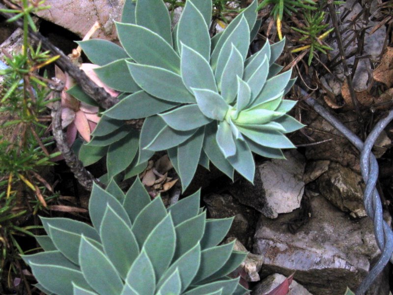 Euphorbia myrsinites