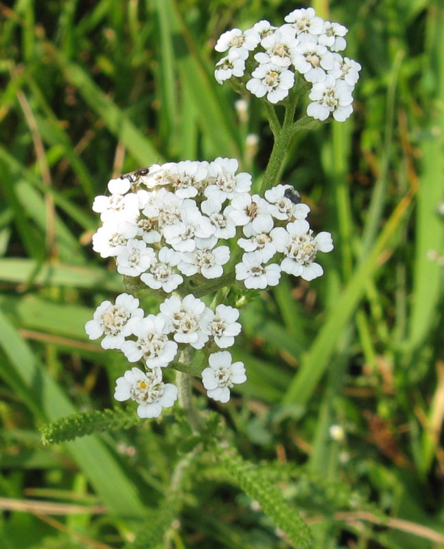 Achillea gr. millefolium e Achillea tomentosa