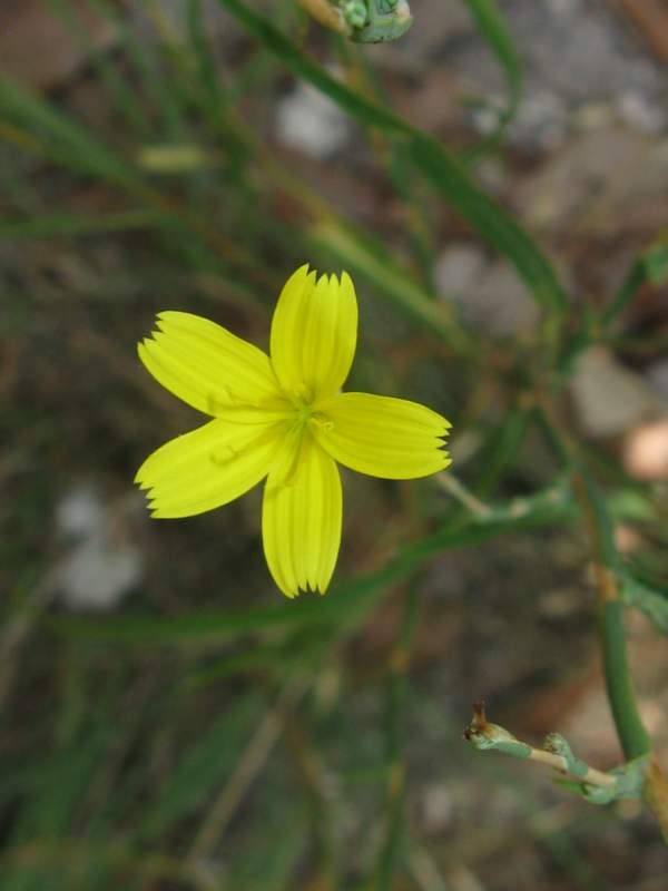 Lactuca viminea ?