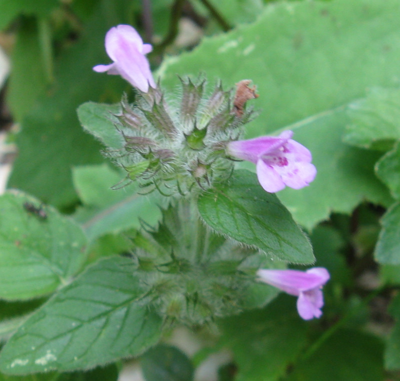 Clinopodium vulgare s.l.  / Clinopodio dei boschi