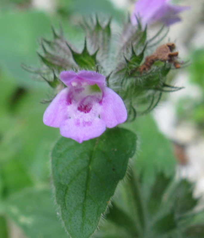 Clinopodium vulgare s.l.  / Clinopodio dei boschi