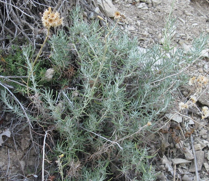 Helichrysum italicum